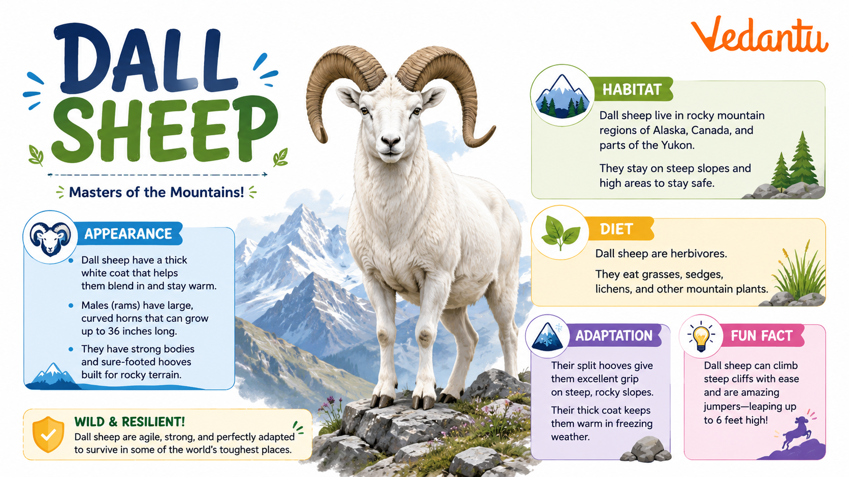 Dall Sheep standing on rocky mountain habitat