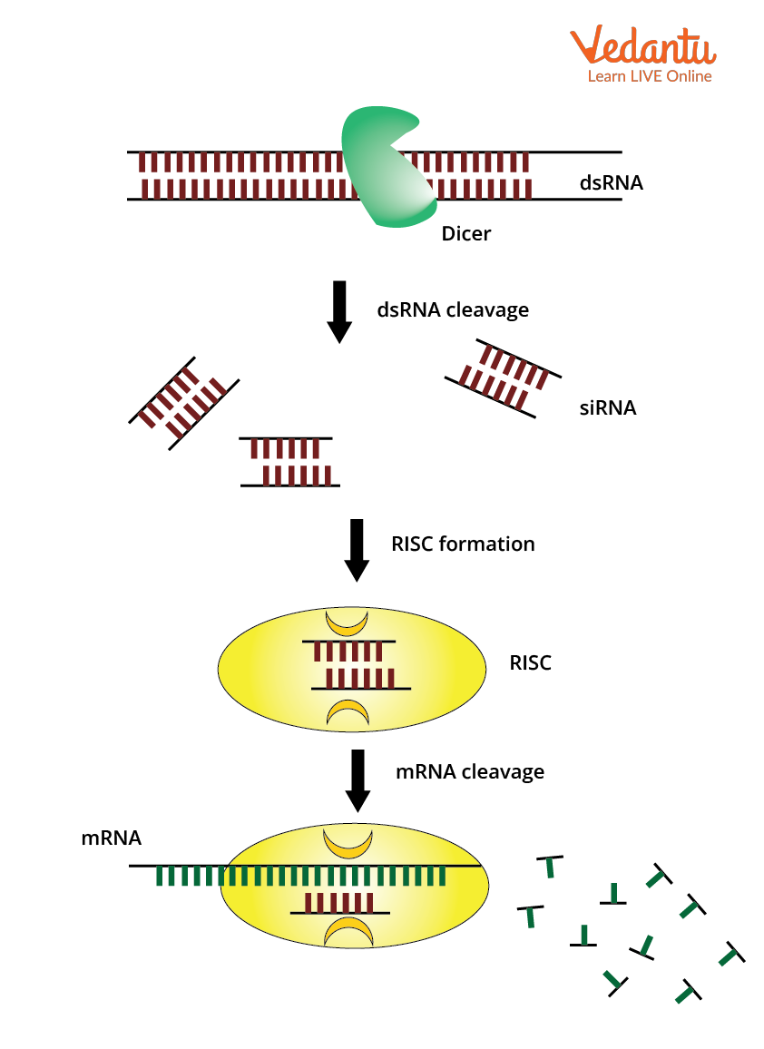 Knockdown by RNA Pathway