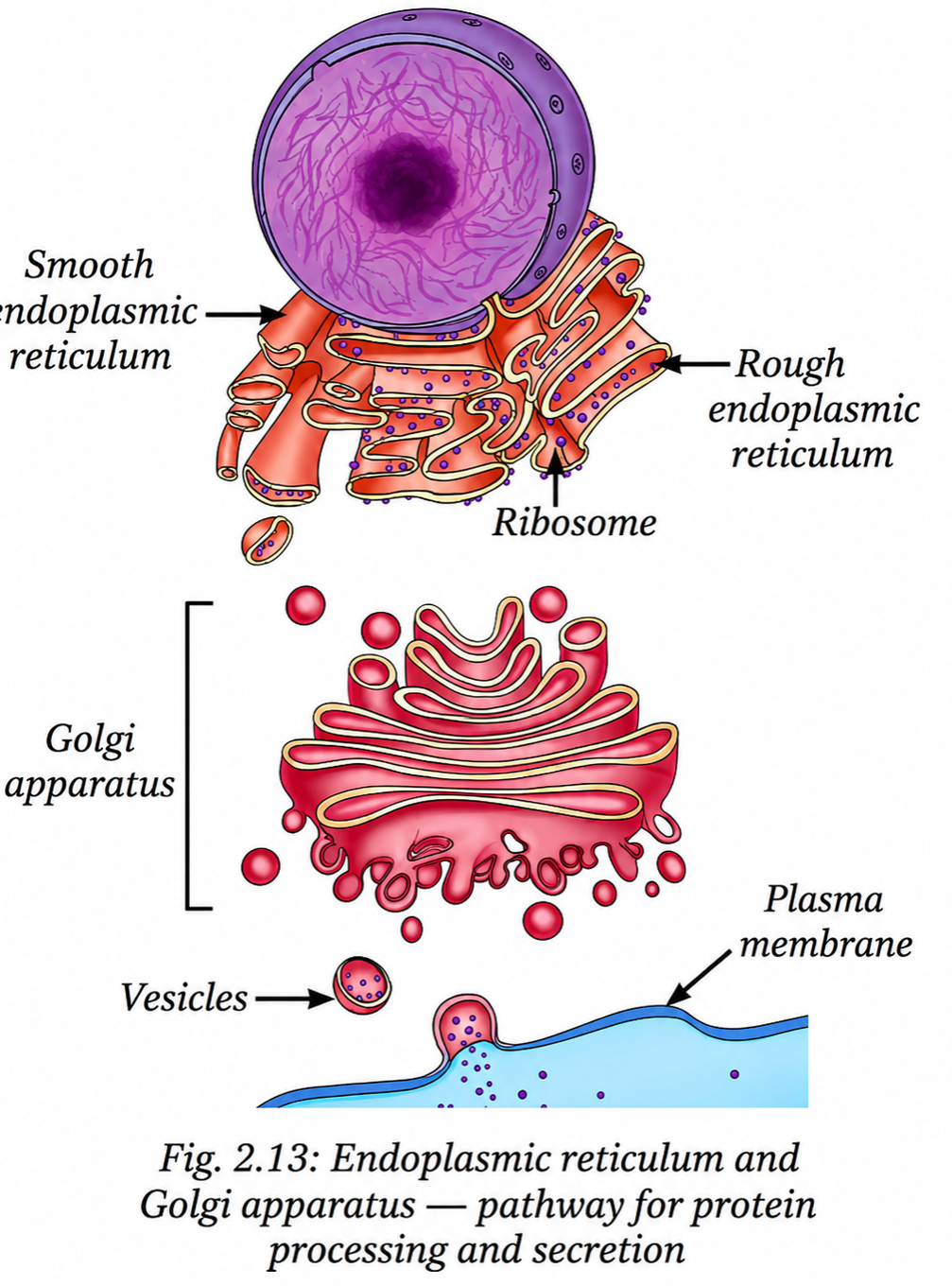 The cell membrane of a cell is made up of proteins and lipids.png