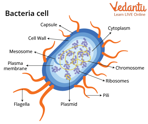 Structure of a bacteria cell