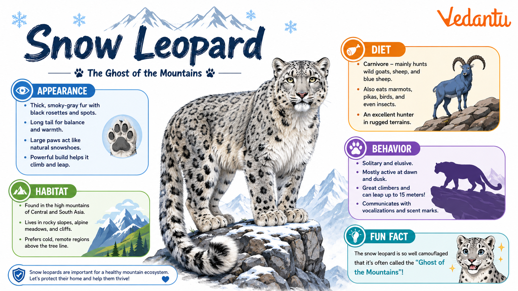 Snow Leopard in snowy mountain habitat
