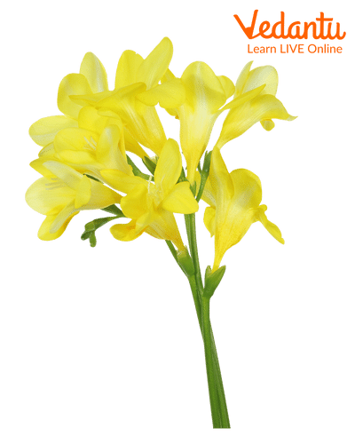 Freesia