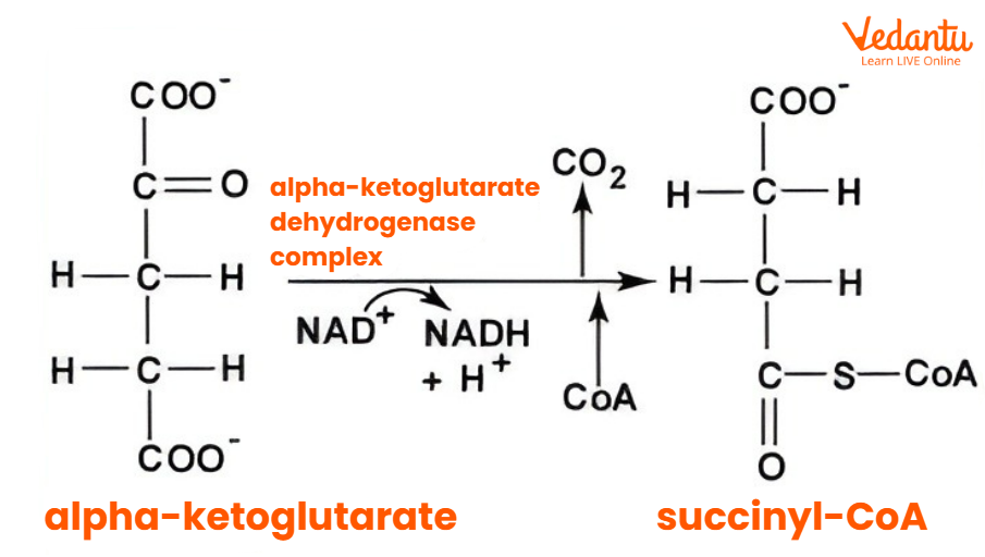 Alpha Ketoglutarate to Succinyl CoA
