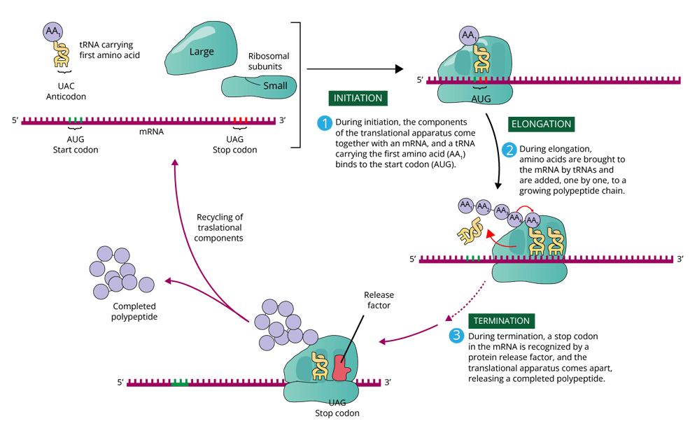 Genetic code table