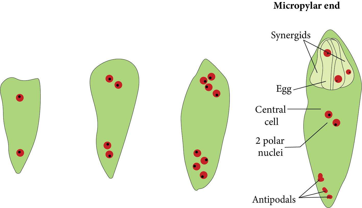 Development of Female Gametophyte