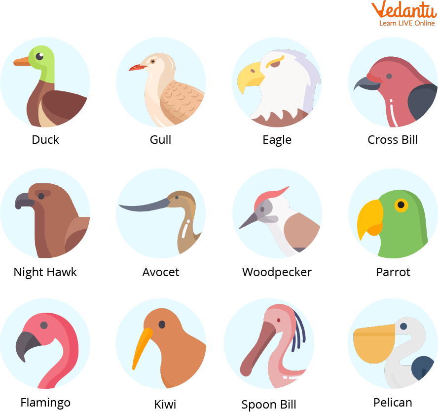 Different types of beaks seen in birds