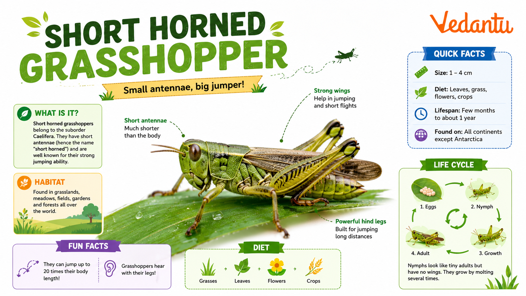 Short Horned Grasshopper