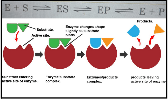 Enzyme-Substrate Activity