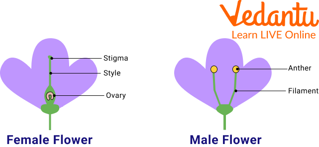 Unisexual Flowers