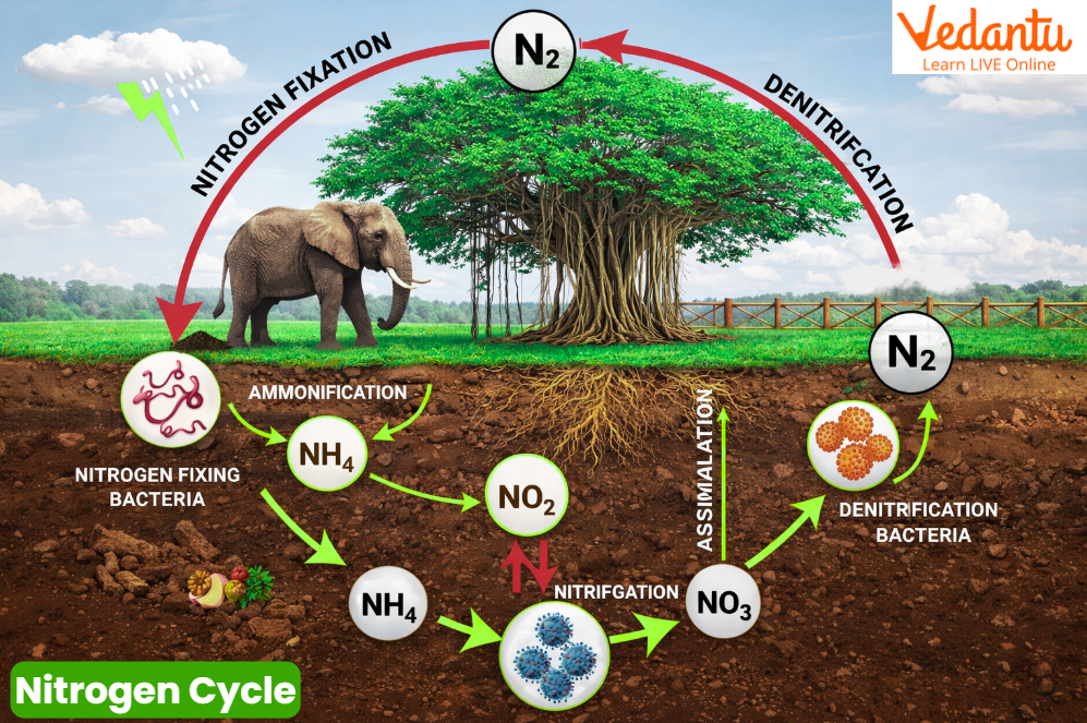 Nitrogen Cycle Diagram