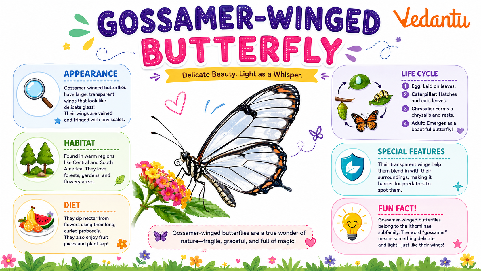 Gossamer Winged Butterfly with colourful shimmering wings