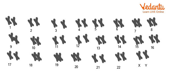 Human chromosomes