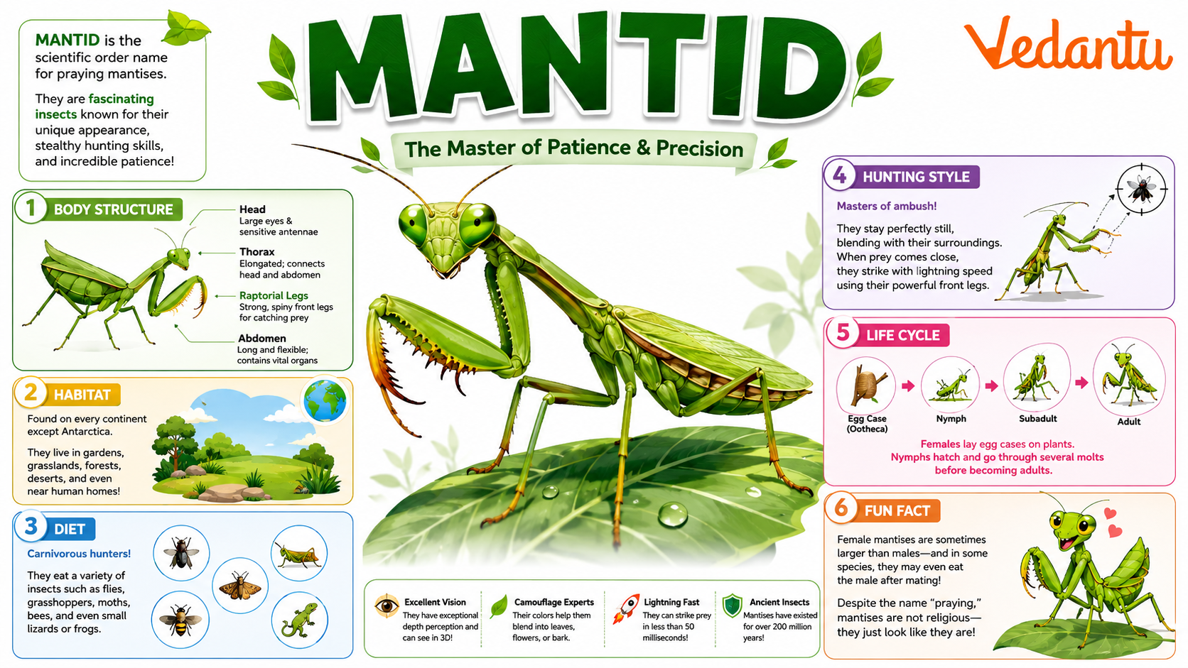Mantid insect sitting on a leaf showing folded praying legs