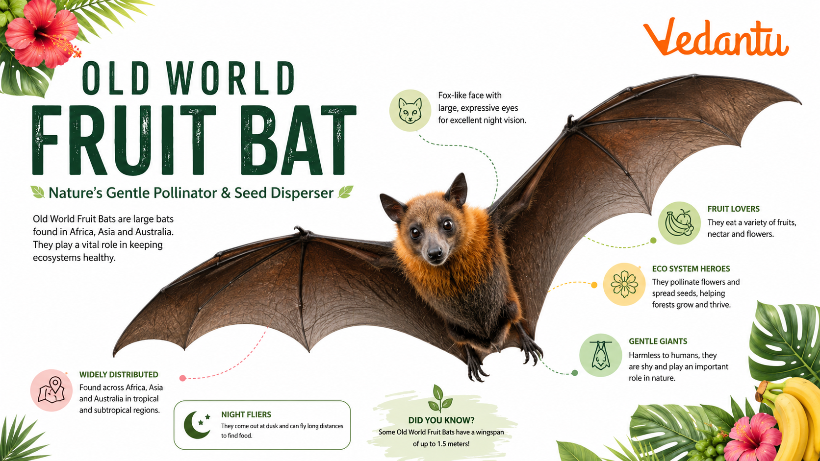 Old World Fruit Bat