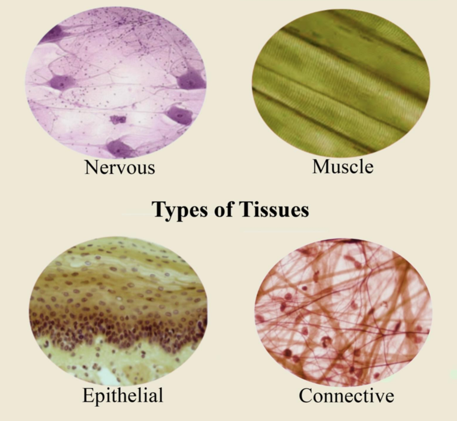 types of tissues of the human body