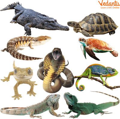 Types of Reptiles