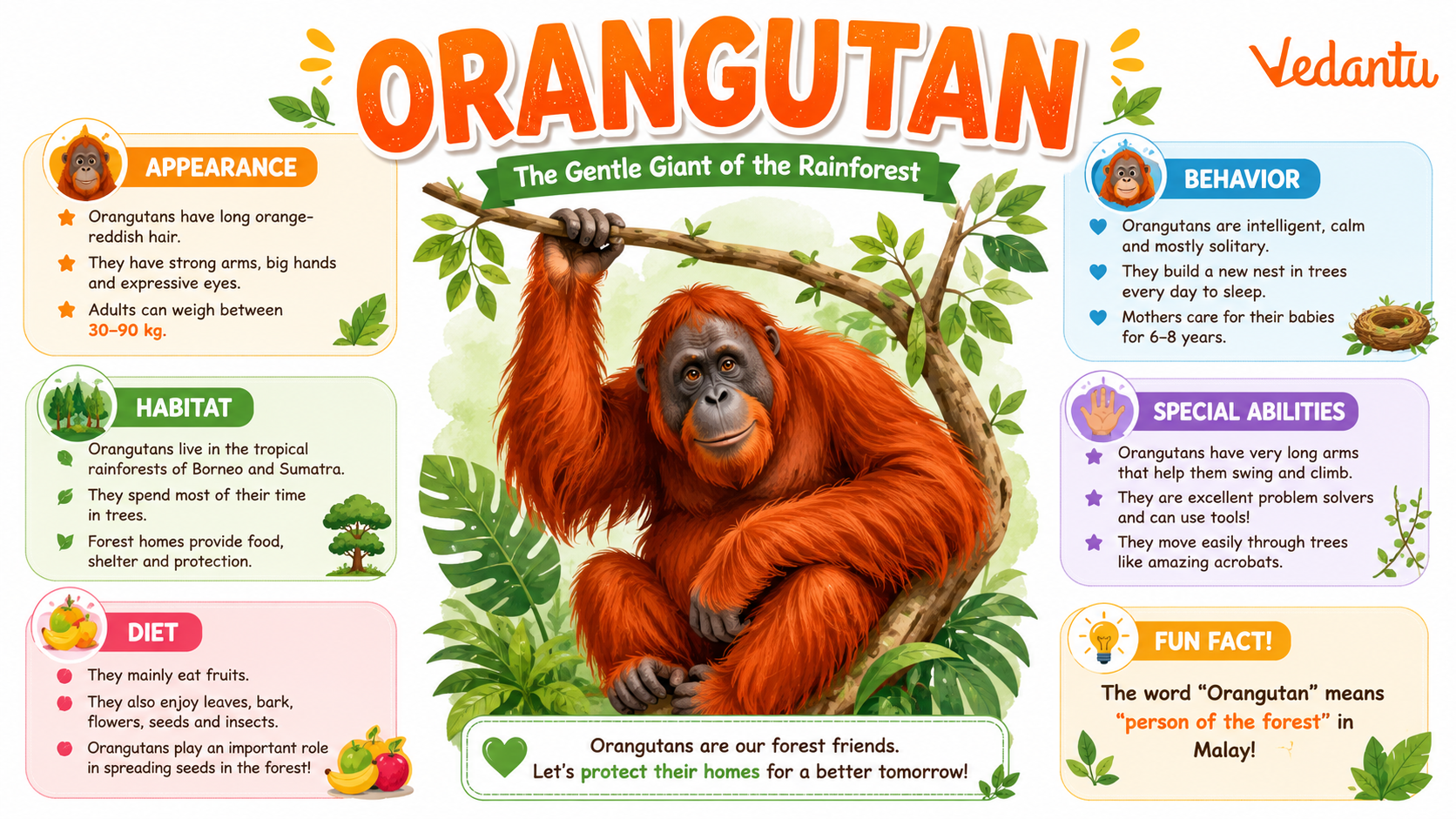 Orangutan