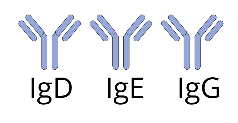 Single Molecule of Antibody