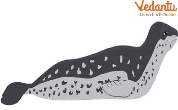 The Leopard Seal