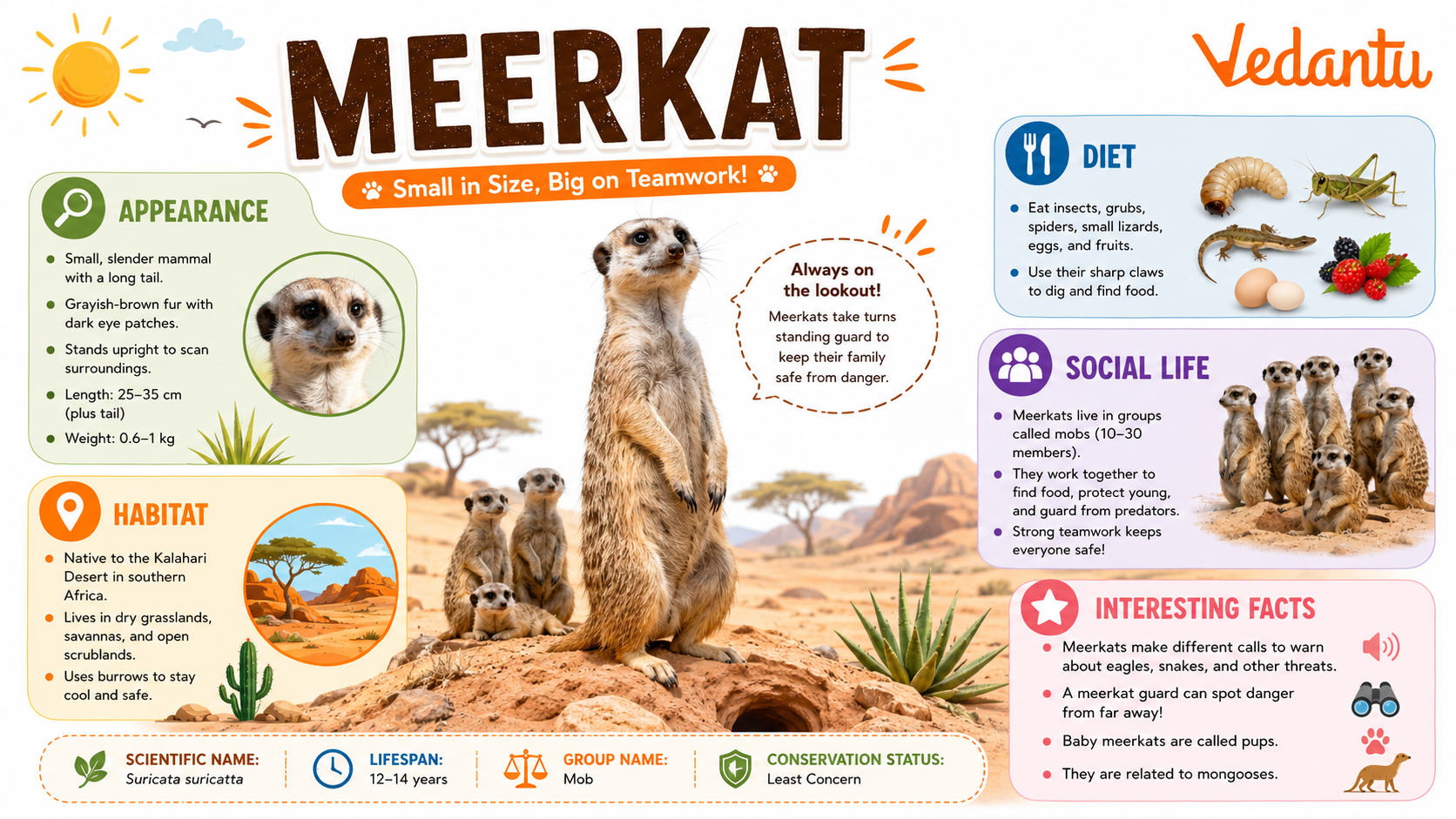 Meerkat standing upright in desert habitat