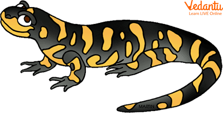 Pacific Giant salamanders