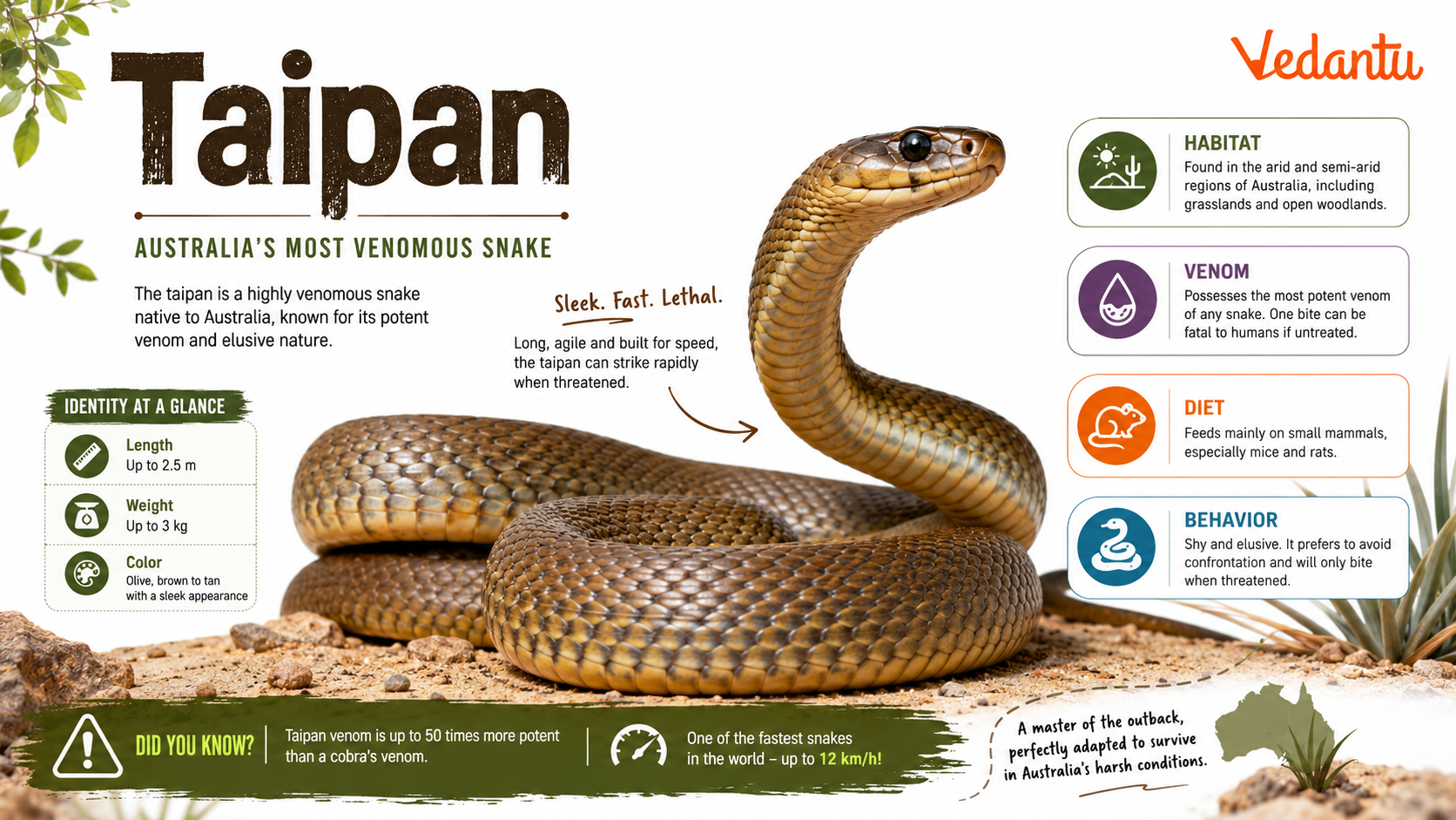 Taipan snake