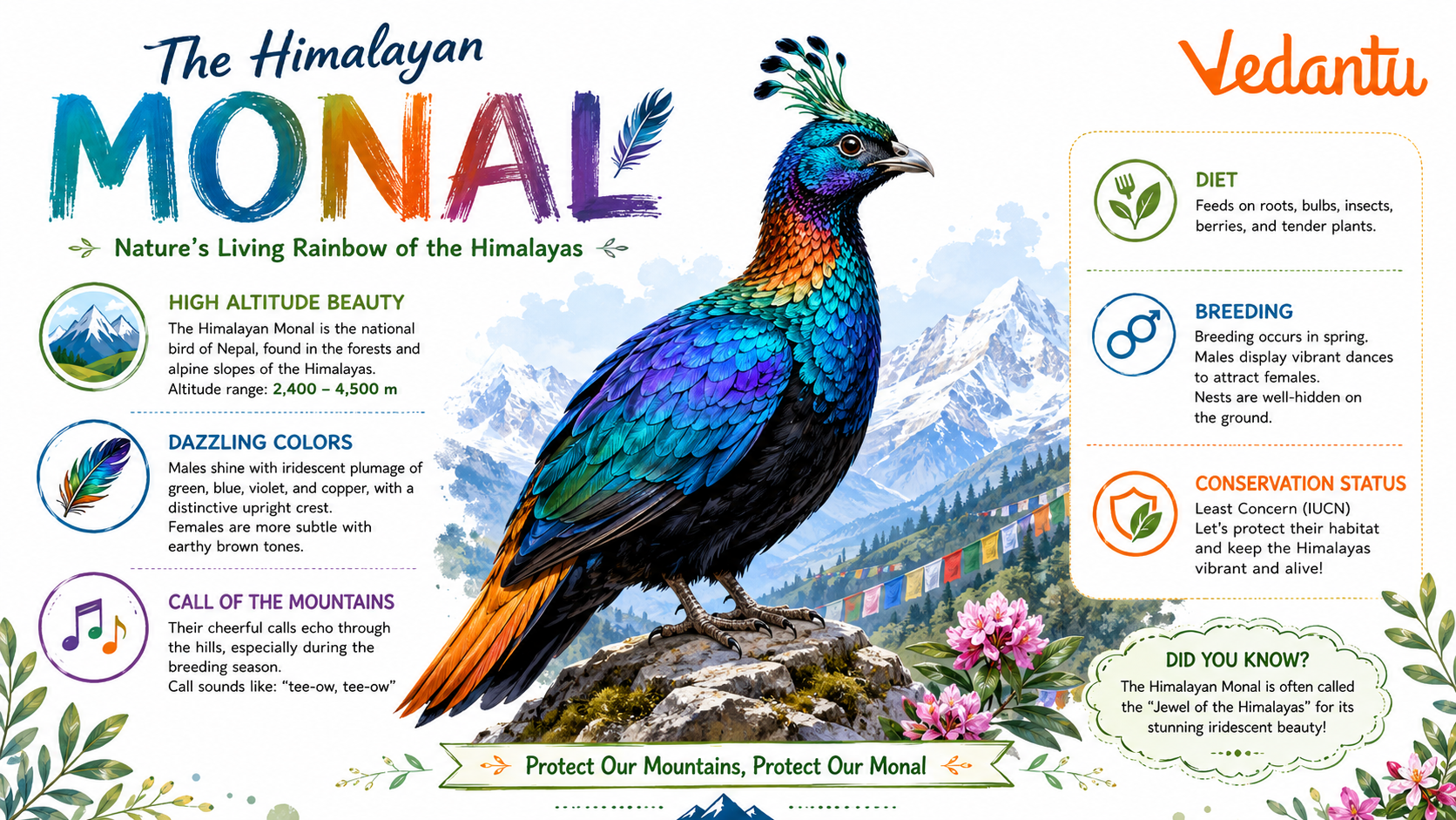 Monal bird with colourful iridescent feathers standing in mountain habitat