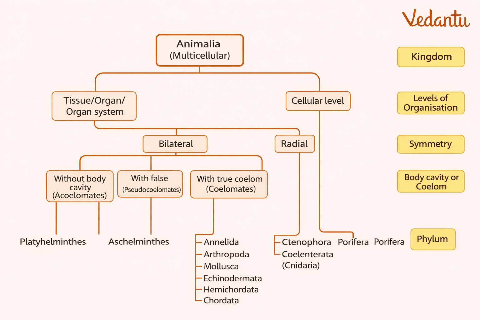 Animal Kingdom Classification Flow Chart