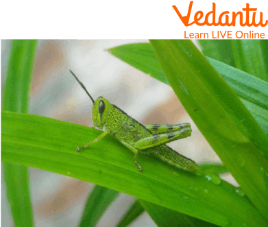 Grasshopper Eating a Leaf