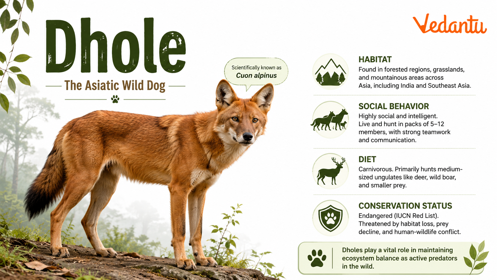 Dhole wild dog standing in forest habitat