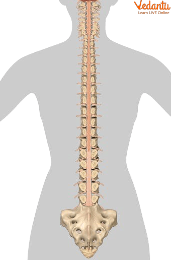 Spinal Cord