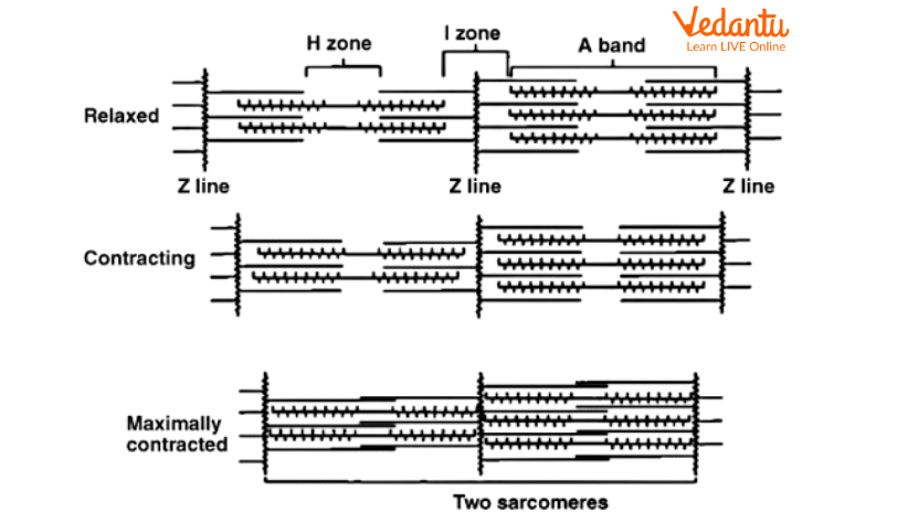 Relaxation and Contraction carried out by Sarcomere