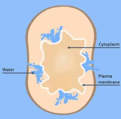 Plasmolyzed Cell