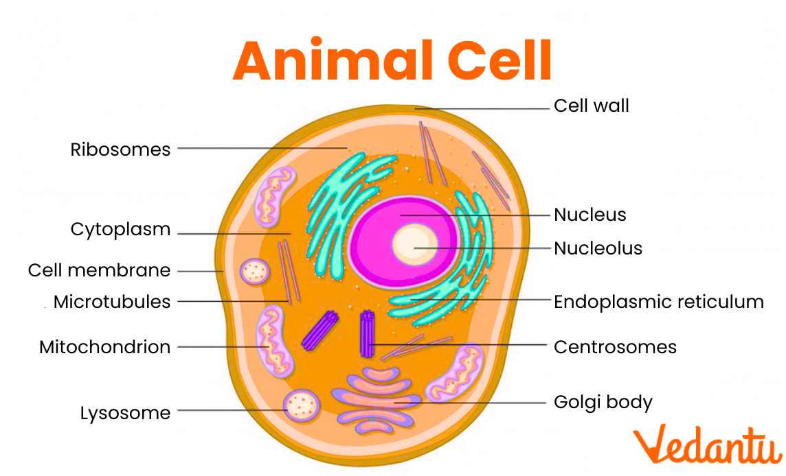 Understanding Labeled Animal Cells Structure And Function
