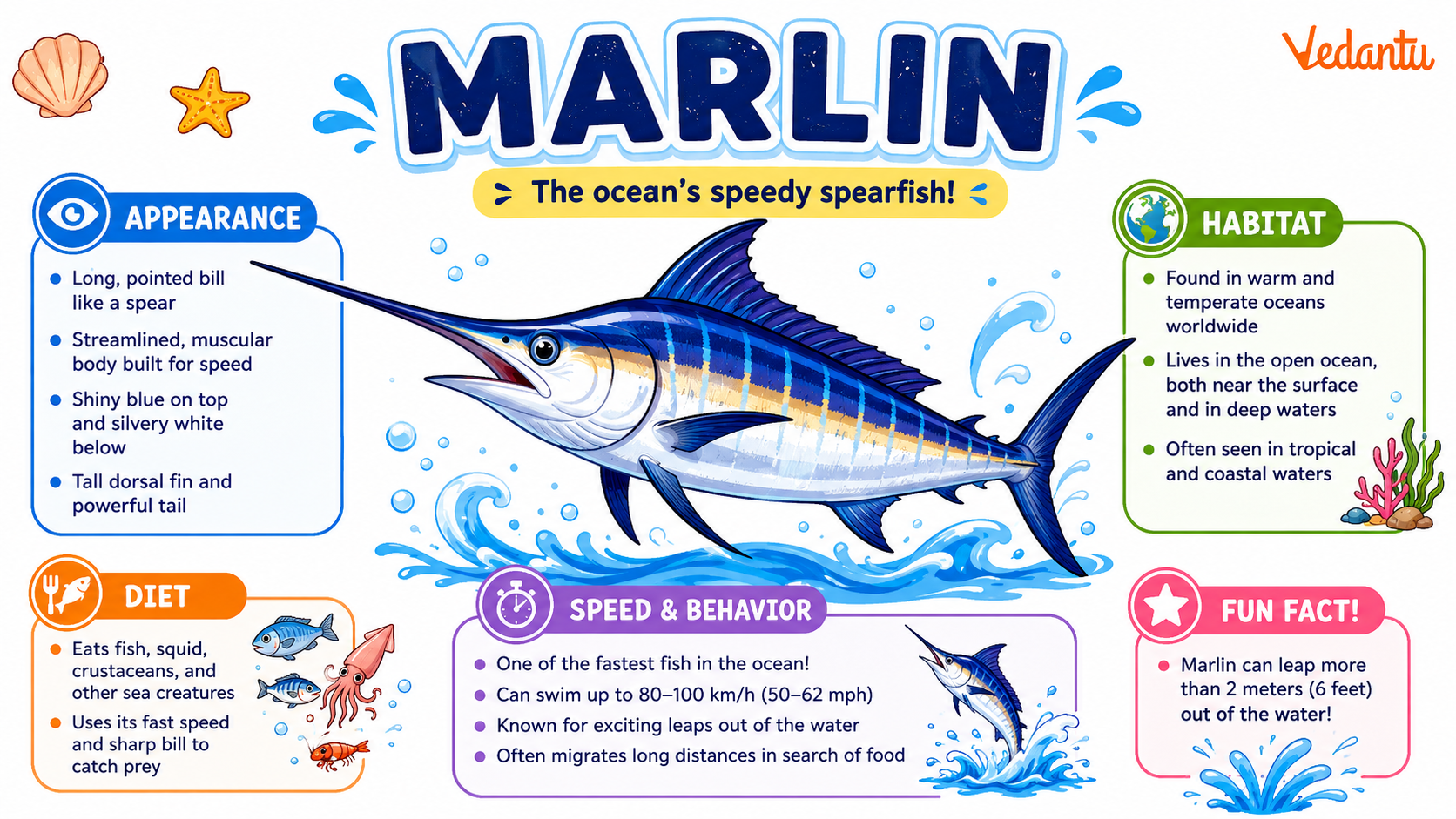 Marlin fish in the ocean