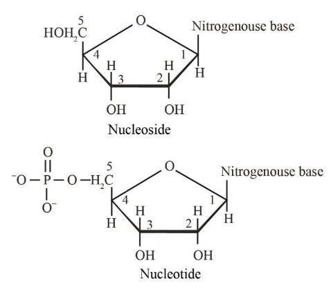 A nucleoside and A nucleotide