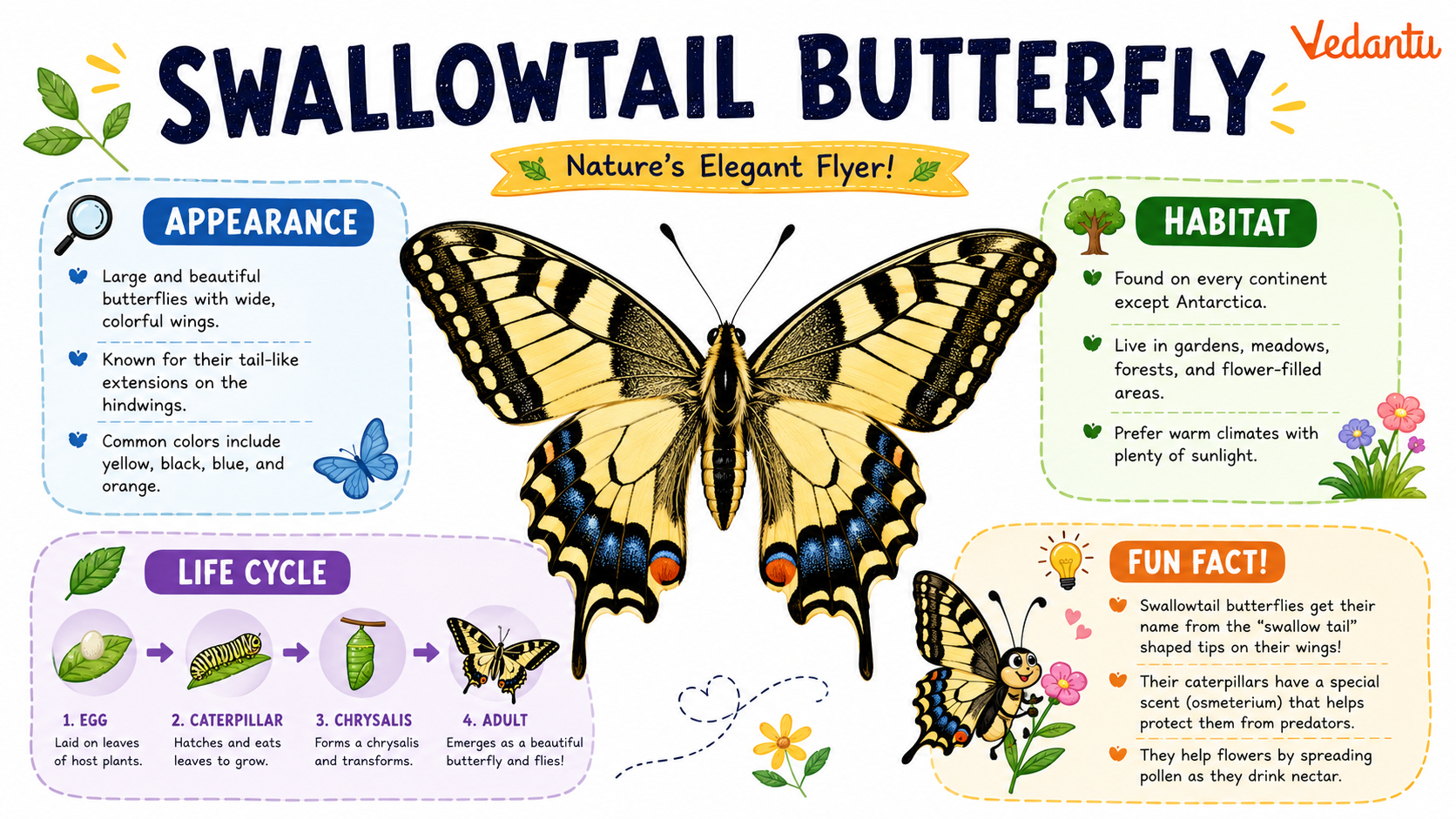 Swallowtail Butterfly with colourful wings and tail-like extensions