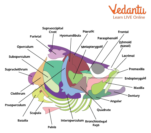 Skull Anatomy of Fish