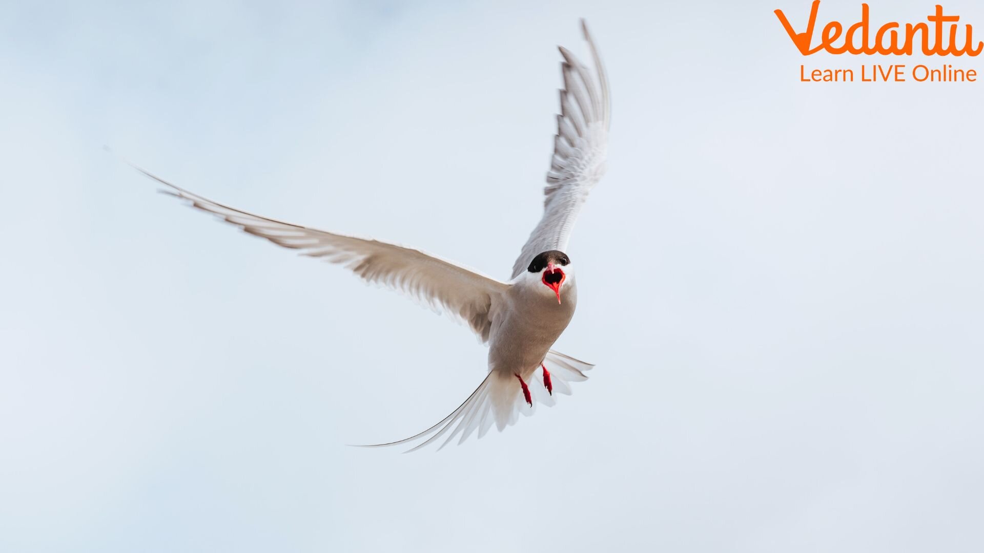 Arctic Tern Does the Longest Migration