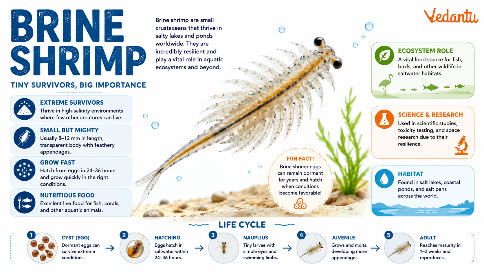 Brine Shrimp in salty water habitat
