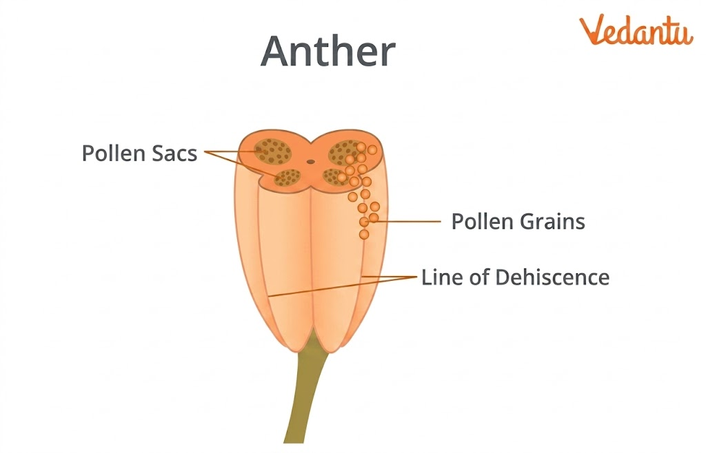 structure of anther