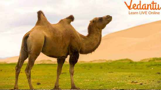 Myth Behind Camel Hump Storing Water