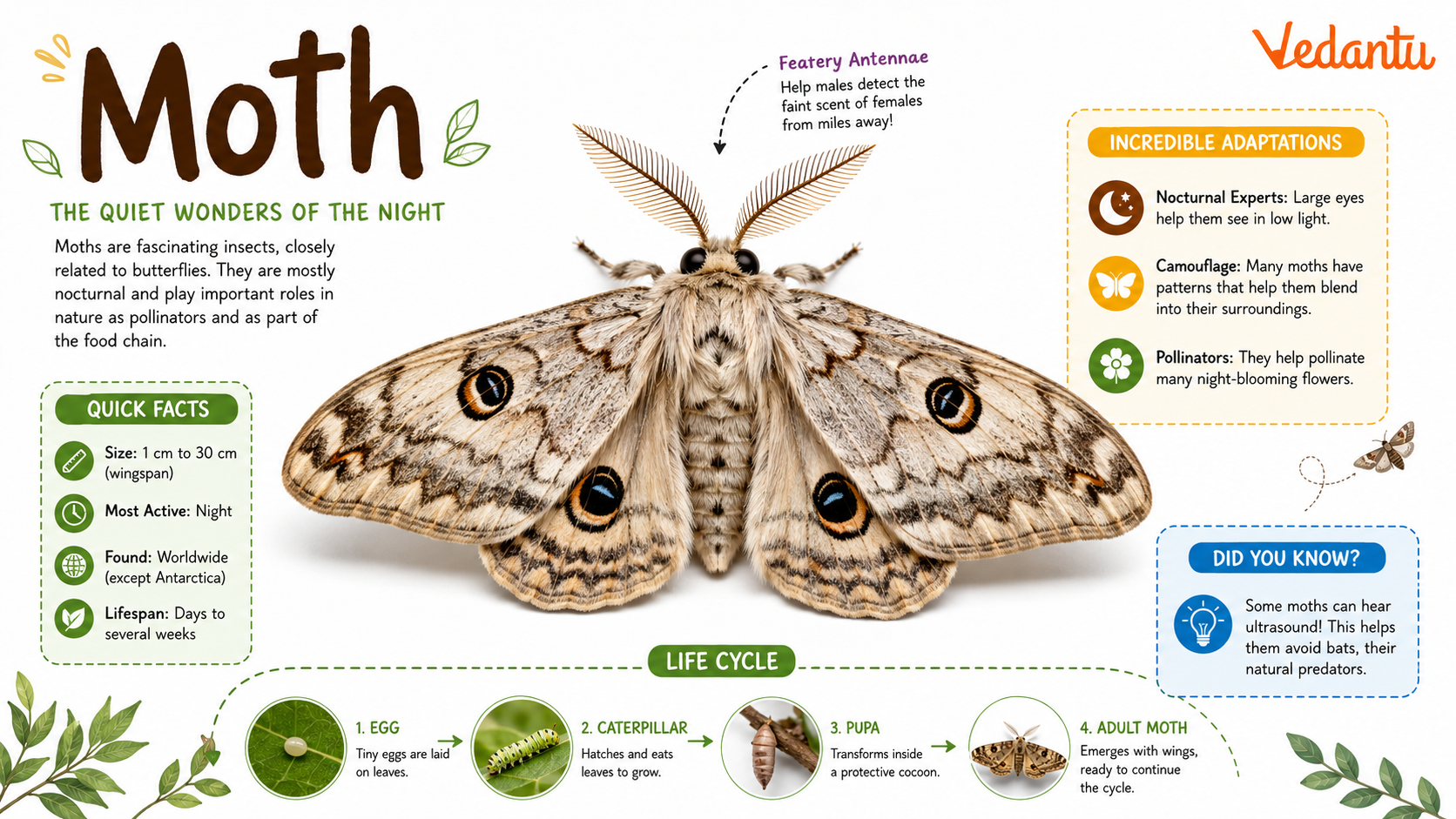 Moth insect with patterned wings resting on a surface