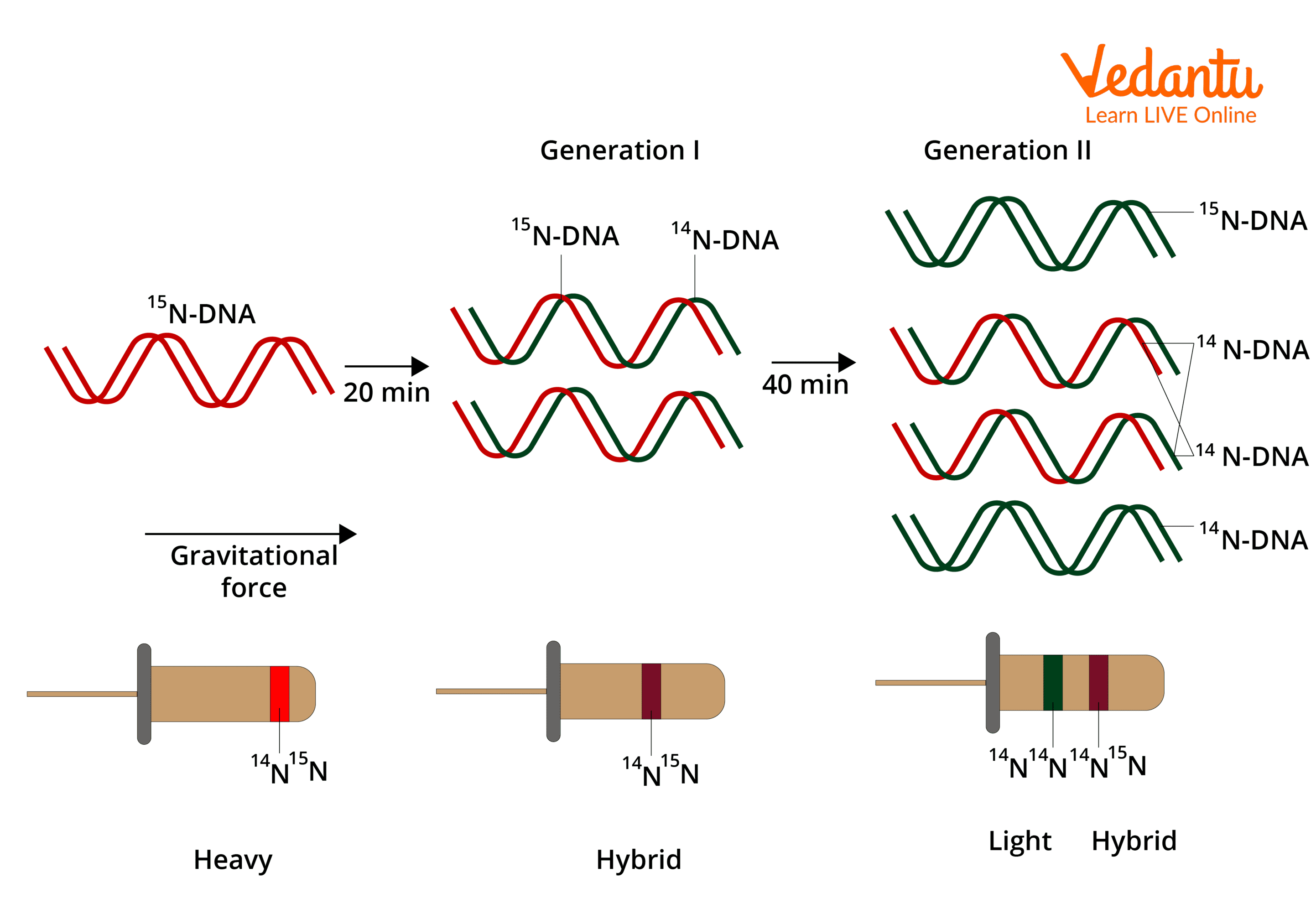 Meselson and Stahl experiment Diagram