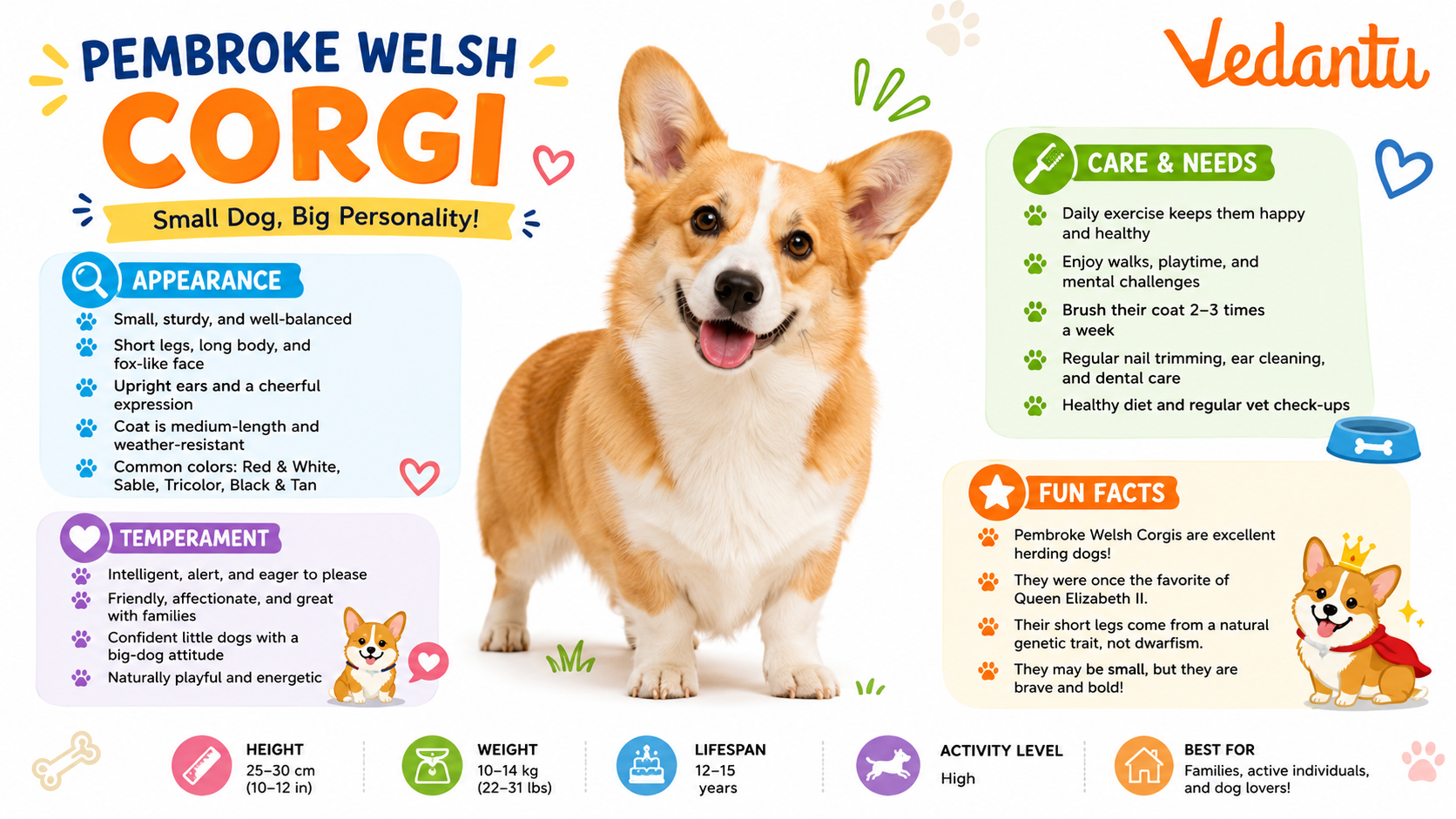 Pembroke Welsh Corgi dog standing with short legs and fox-like face