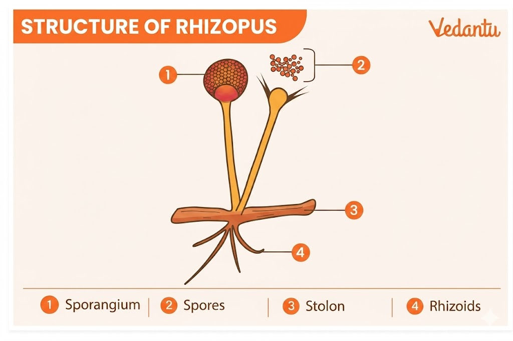 rhizopus diagram