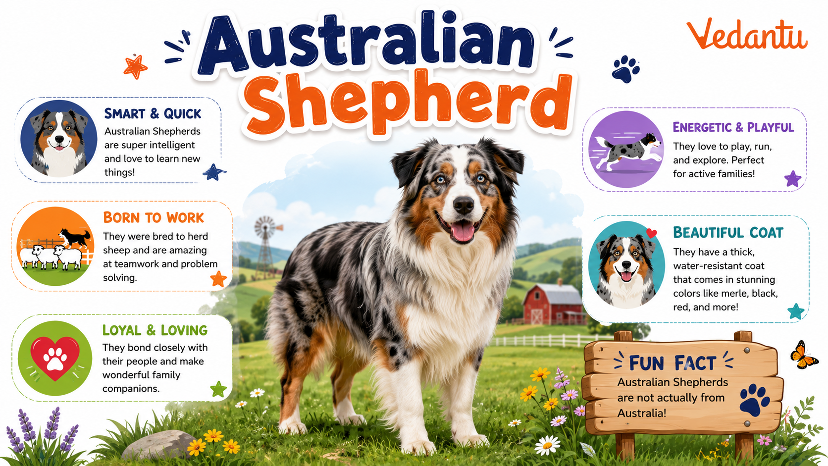 Australian Shepherd dog standing with fluffy coat and bright eyes