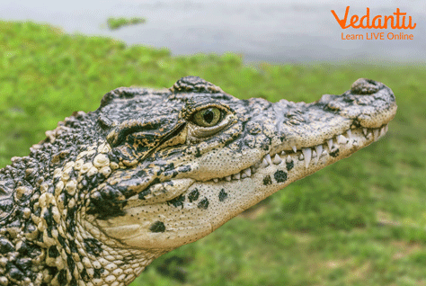 Chinese Alligators (alligator sinensis)