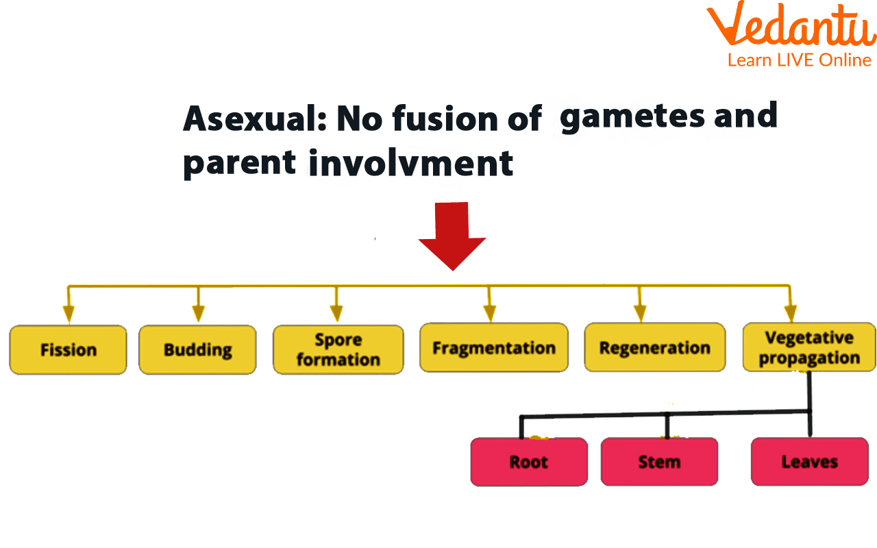 Types of Asexual Reproduction