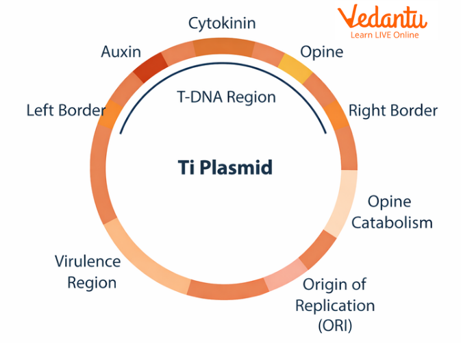 Ti plasmid